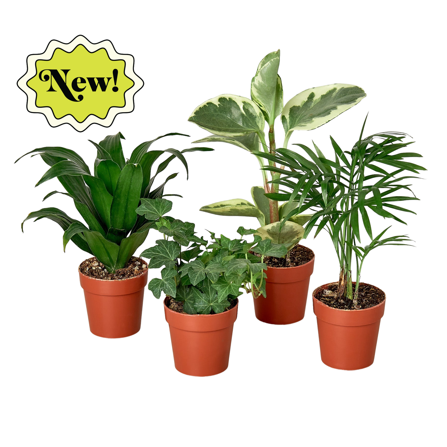 3" Tropical Plant Variety Bundle 3" potted plant