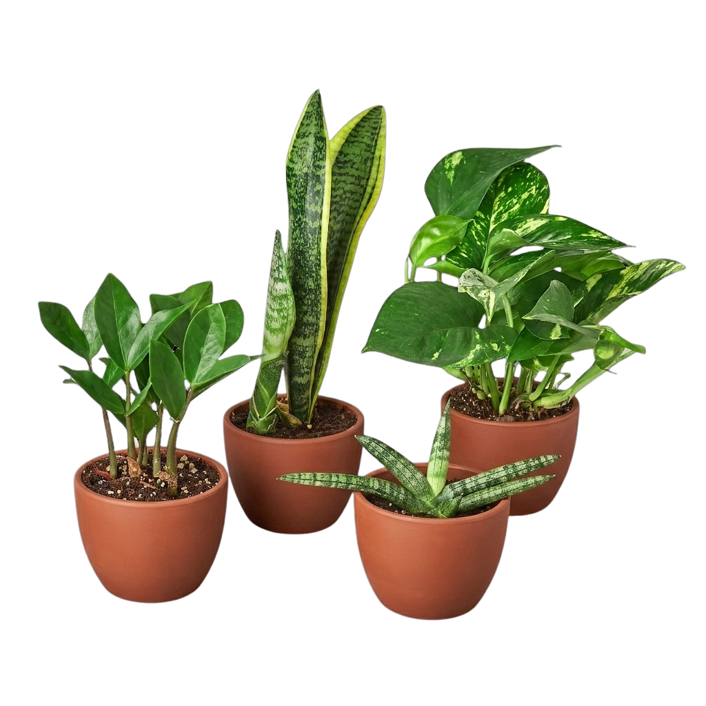 Easy Care Variety Bundle potted plant