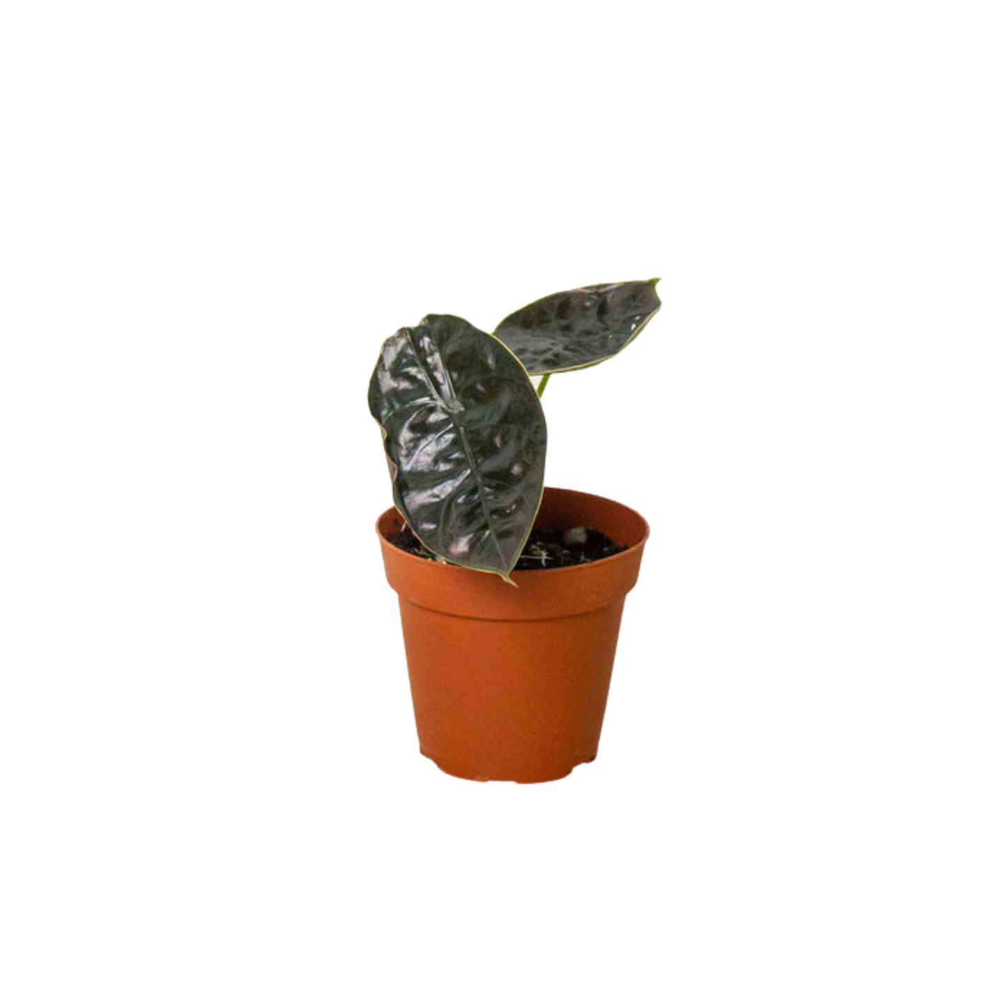 Alocasia 'Red Mambo' 4" potted plant