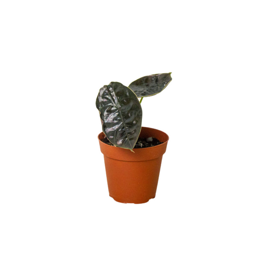 Alocasia 'Red Mambo' 4" potted plant