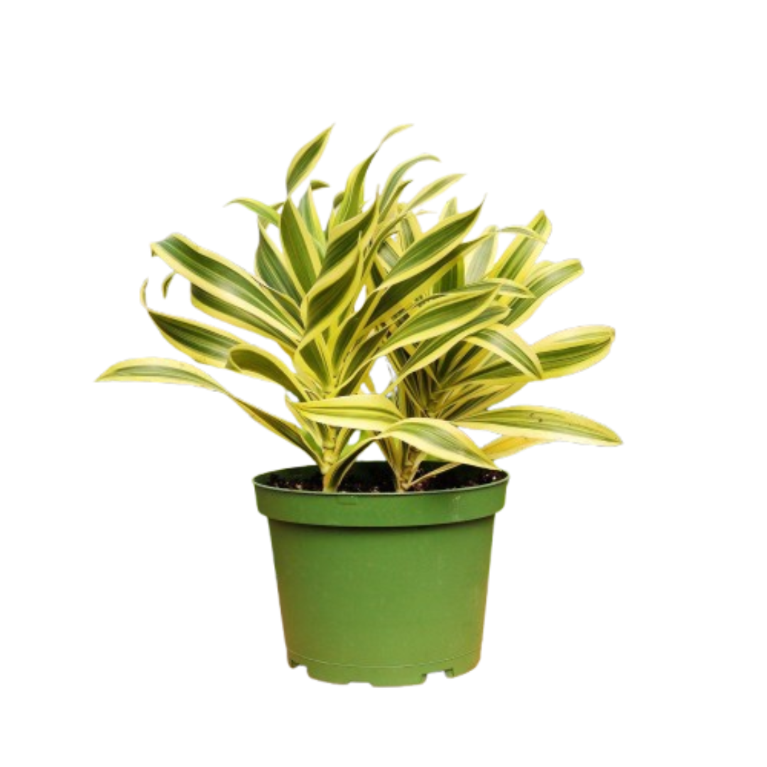 1 Mystery Plant Monthly Subscription Box 4" potted plant