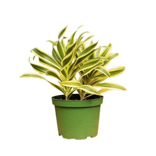 1 Mystery Plant Monthly Subscription Box 4" potted plant