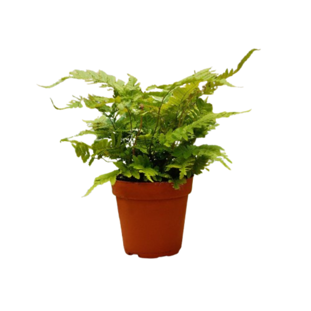 1 Pet Friendly Monthly Subscription Box 4" potted plant