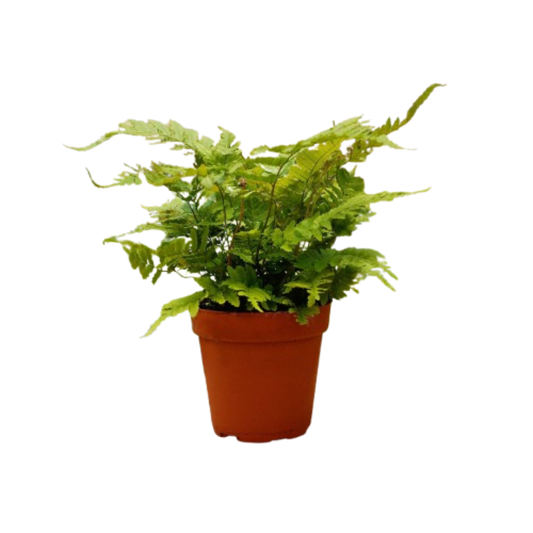 1 Pet Friendly Monthly Subscription Box 4" potted plant