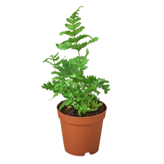 'Autumn' Fern potted plant