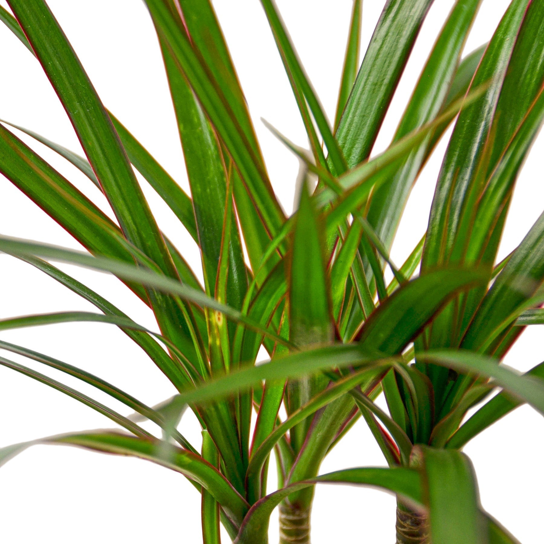 Dracaena Marginata Cane 6" potted plant