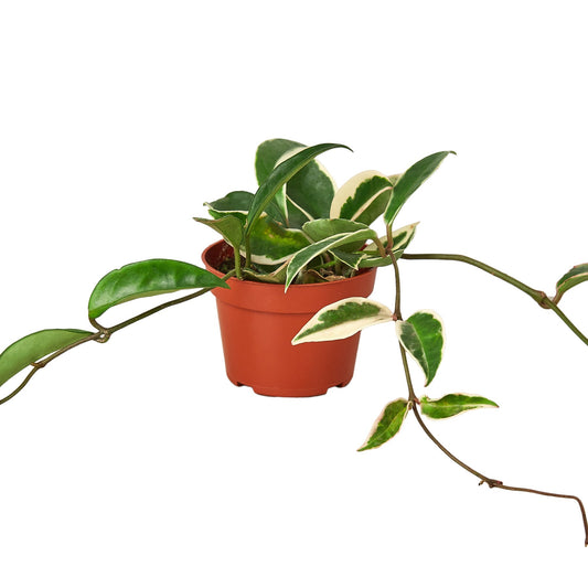 Hoya Carnosa 'Tricolor' potted plant