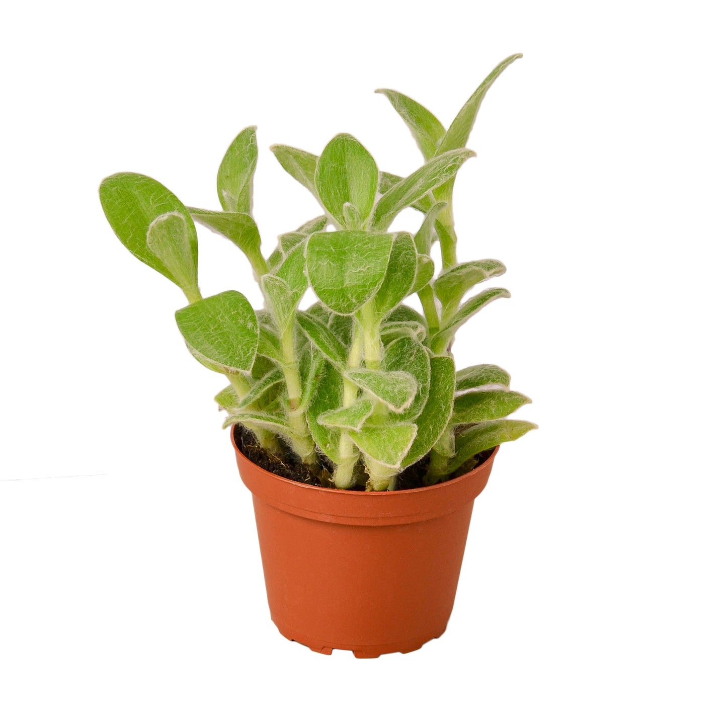 Tradescantia White Velvet 4" potted plant