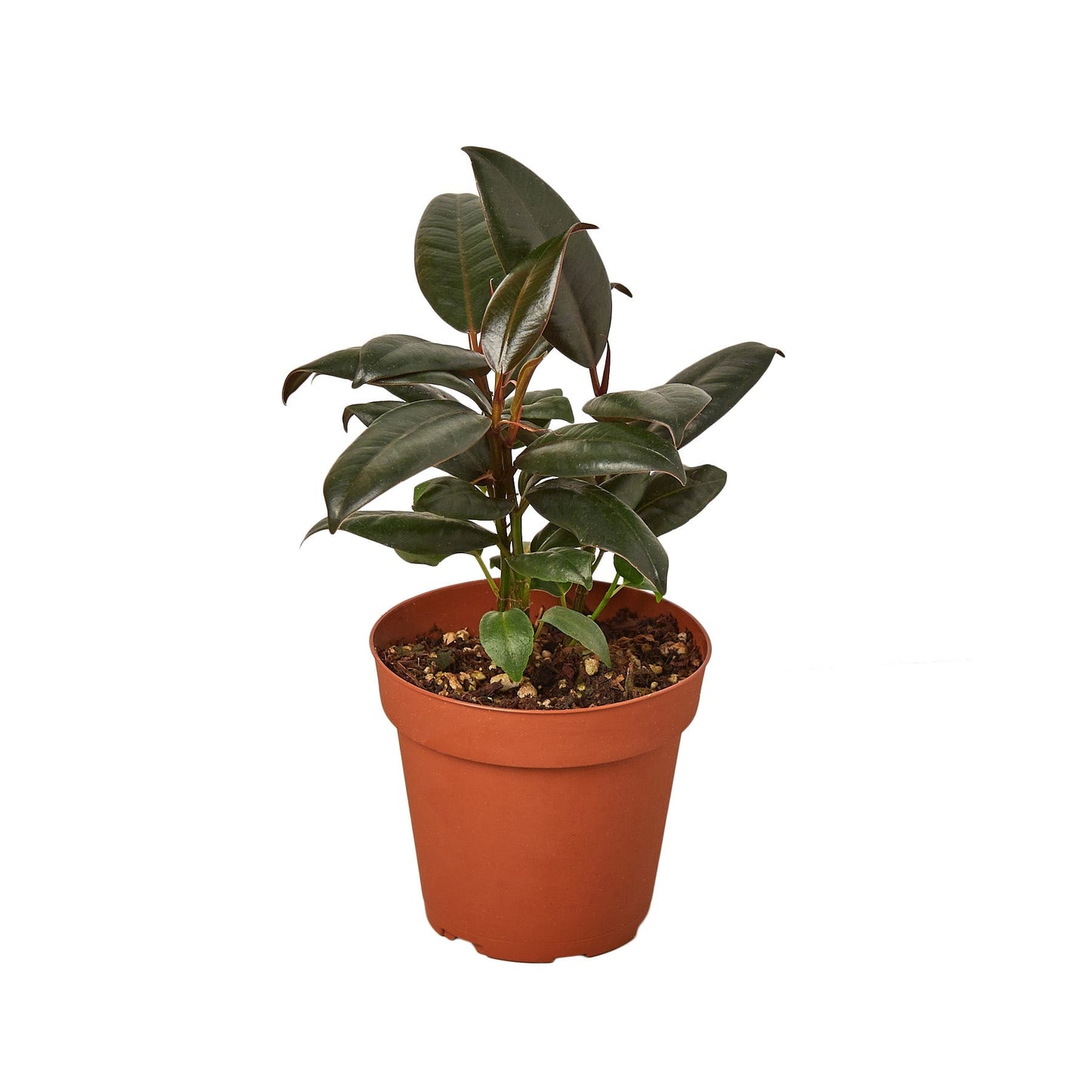 Ficus Elastica 'Burgundy' 4" potted plant