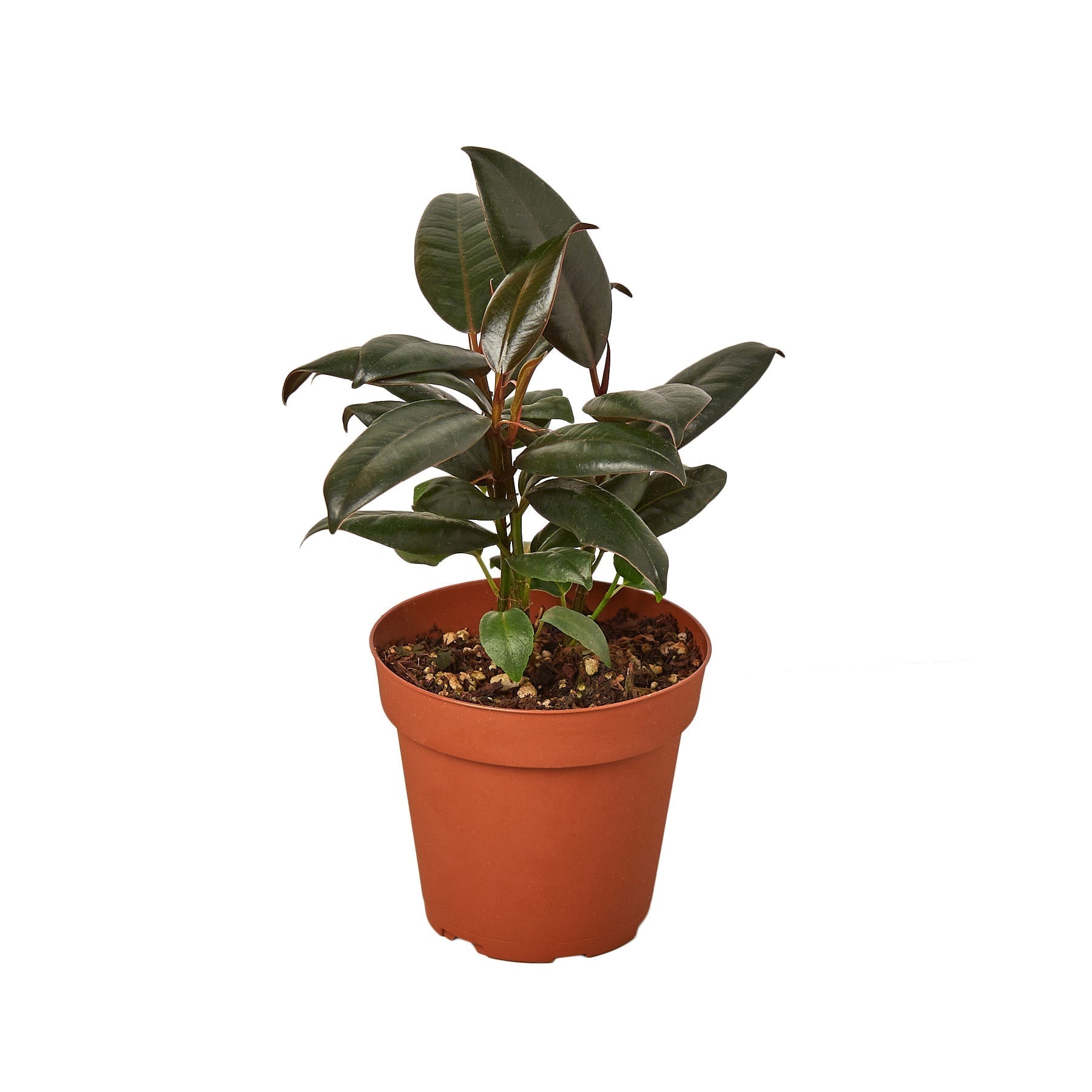 Ficus Elastica 'Burgundy' 6" potted plant