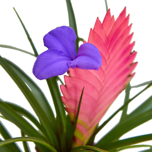 Bromeliad Cyanea 'Pink Quill' potted plant