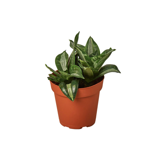 Snake Plant Silver Streak potted plant