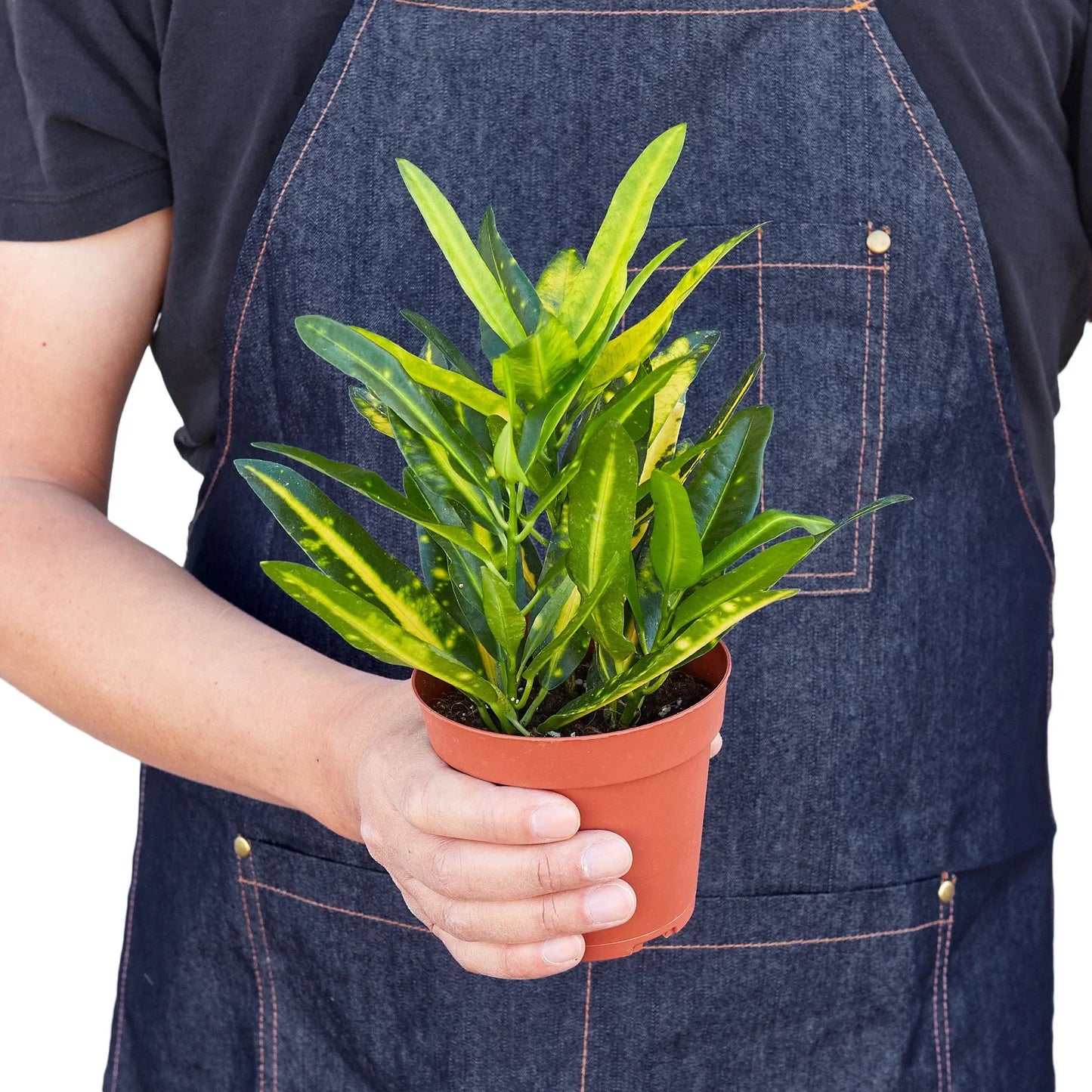 Croton 'Sunny Star' potted plant