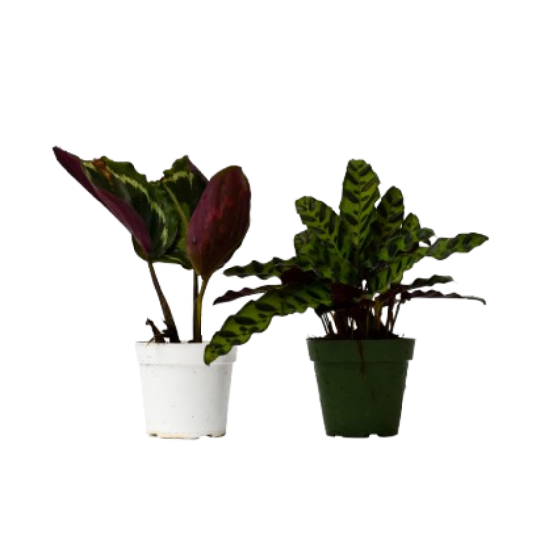 2 Calathea Plants Variety Pack in 4" Pots 4" potted plant