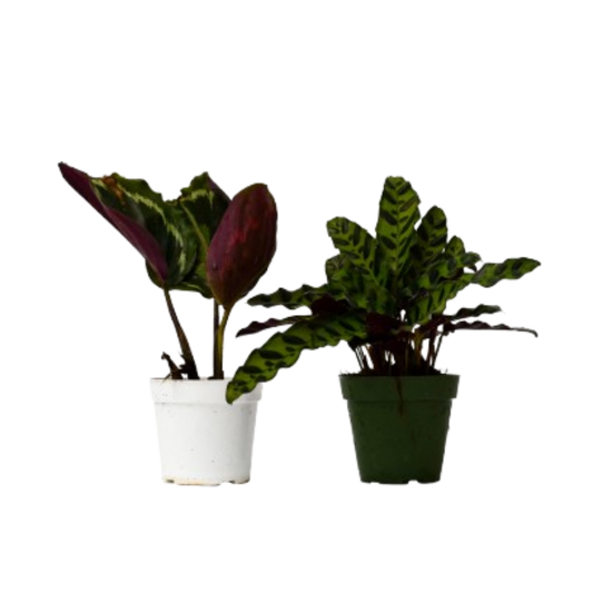 2 Calathea Plants Variety Pack in 4" Pots 4" potted plant