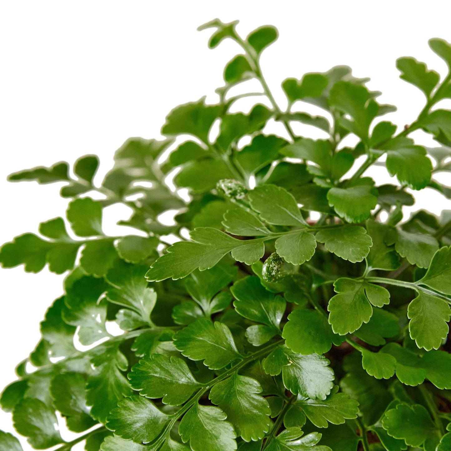 Austral Gem Fern potted plant