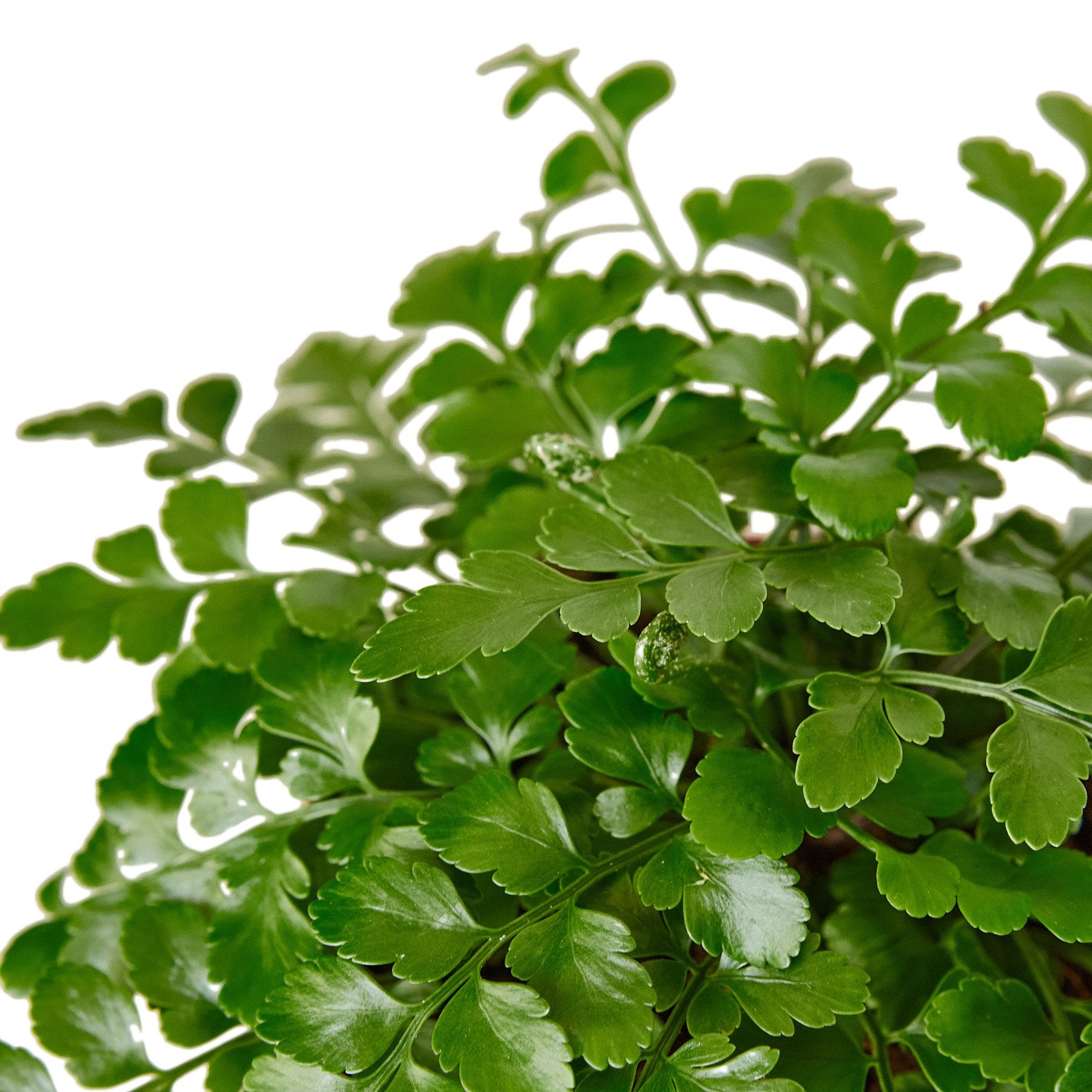Austral Gem Fern potted plant