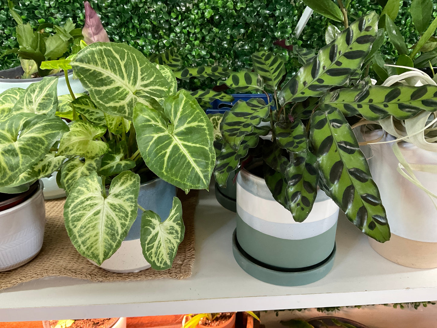 Ceramic Planters - Boutique