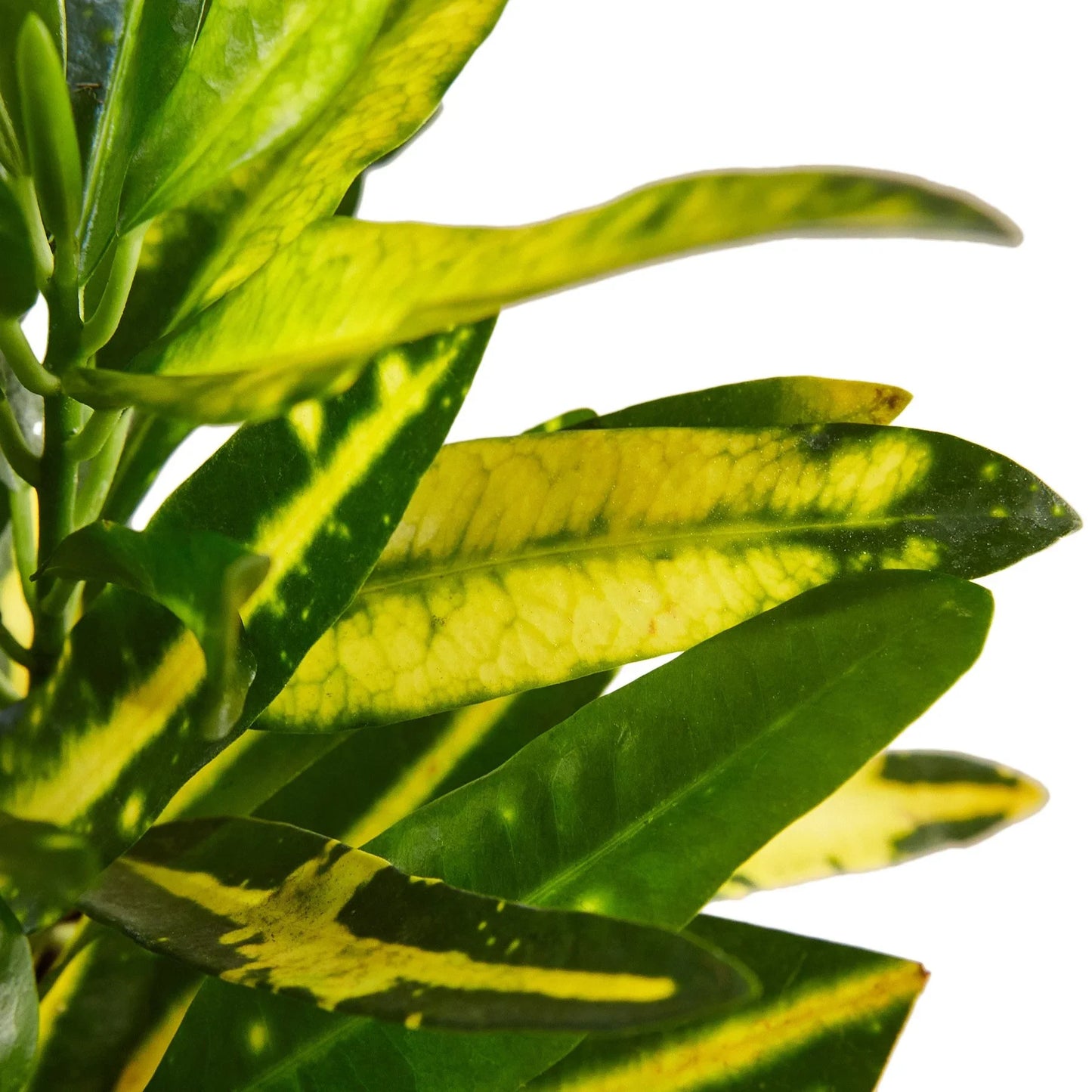 Croton 'Sunny Star' potted plant