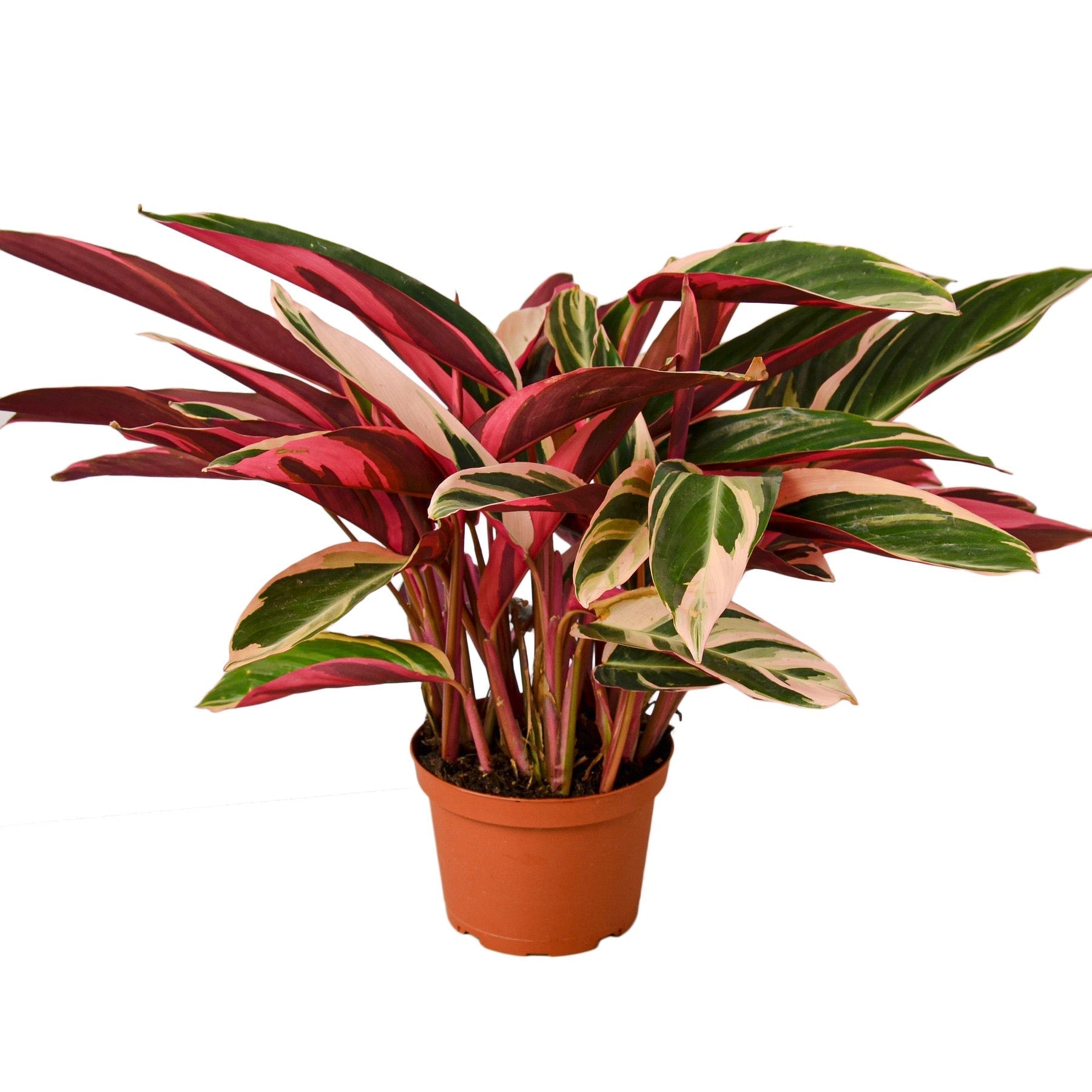 Stromanthe Triostar 6" potted plant