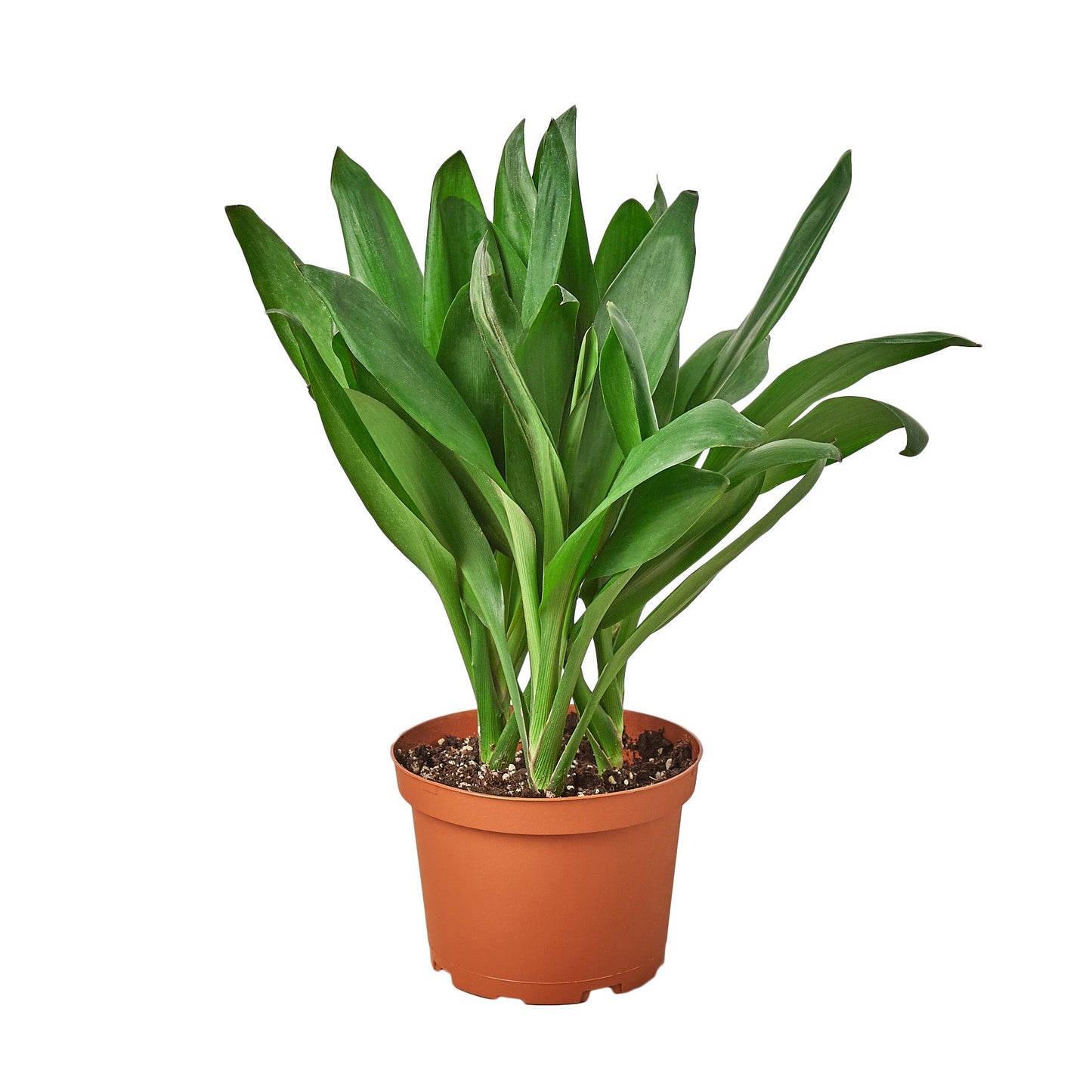 Cordyline Glauca potted plant