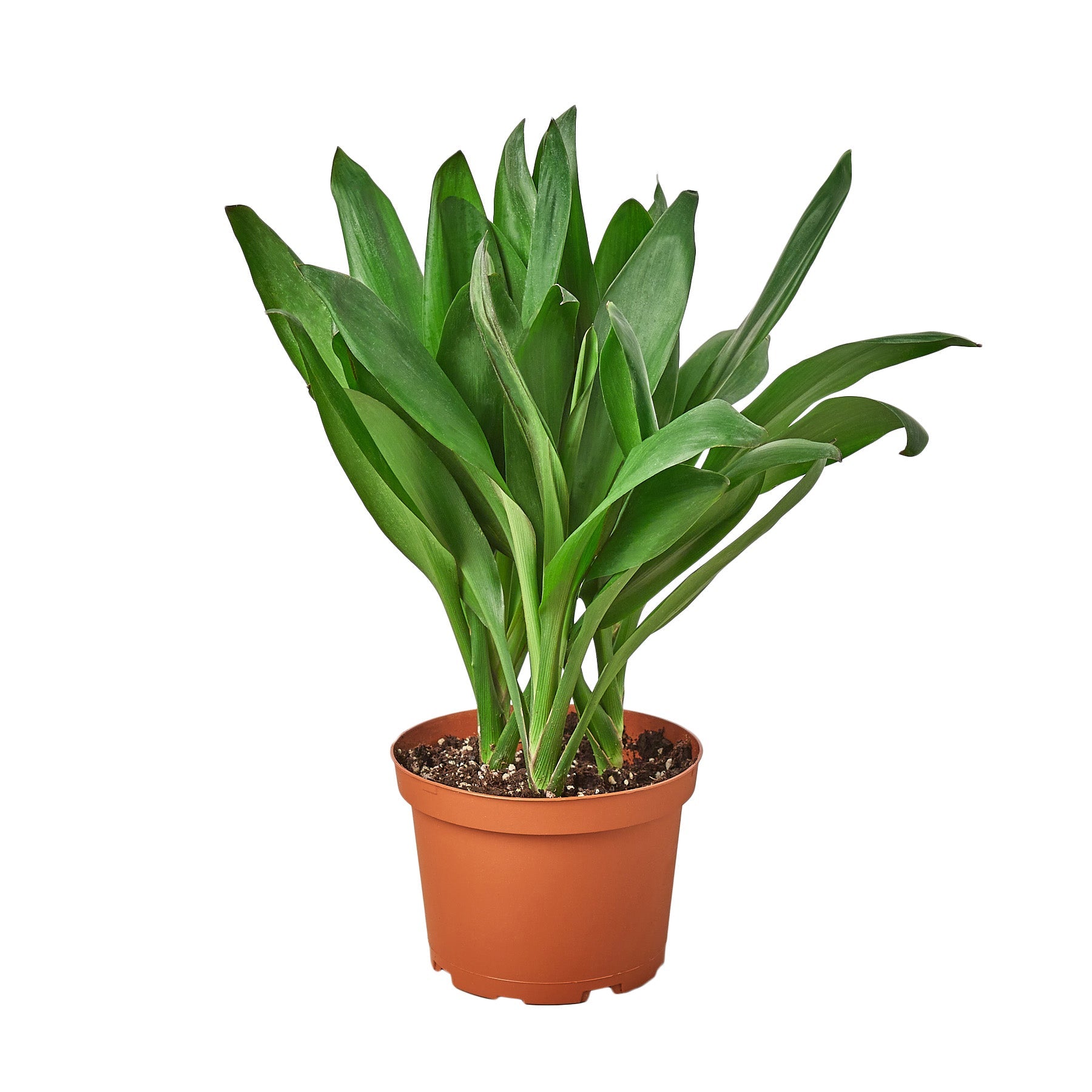 Cordyline Glauca potted plant