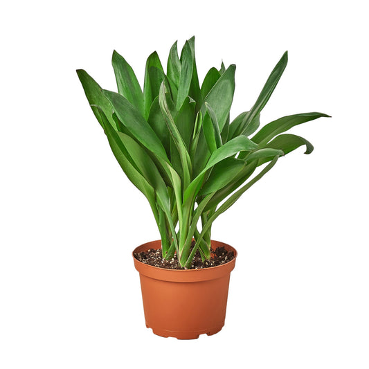 Cordyline Glauca potted plant