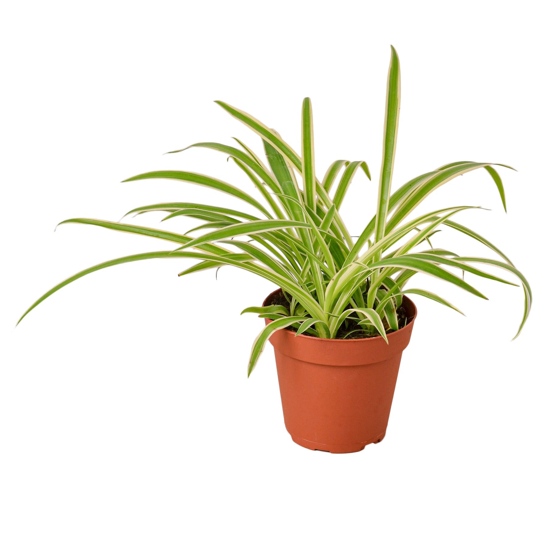 Spider Plant Reverse potted plant