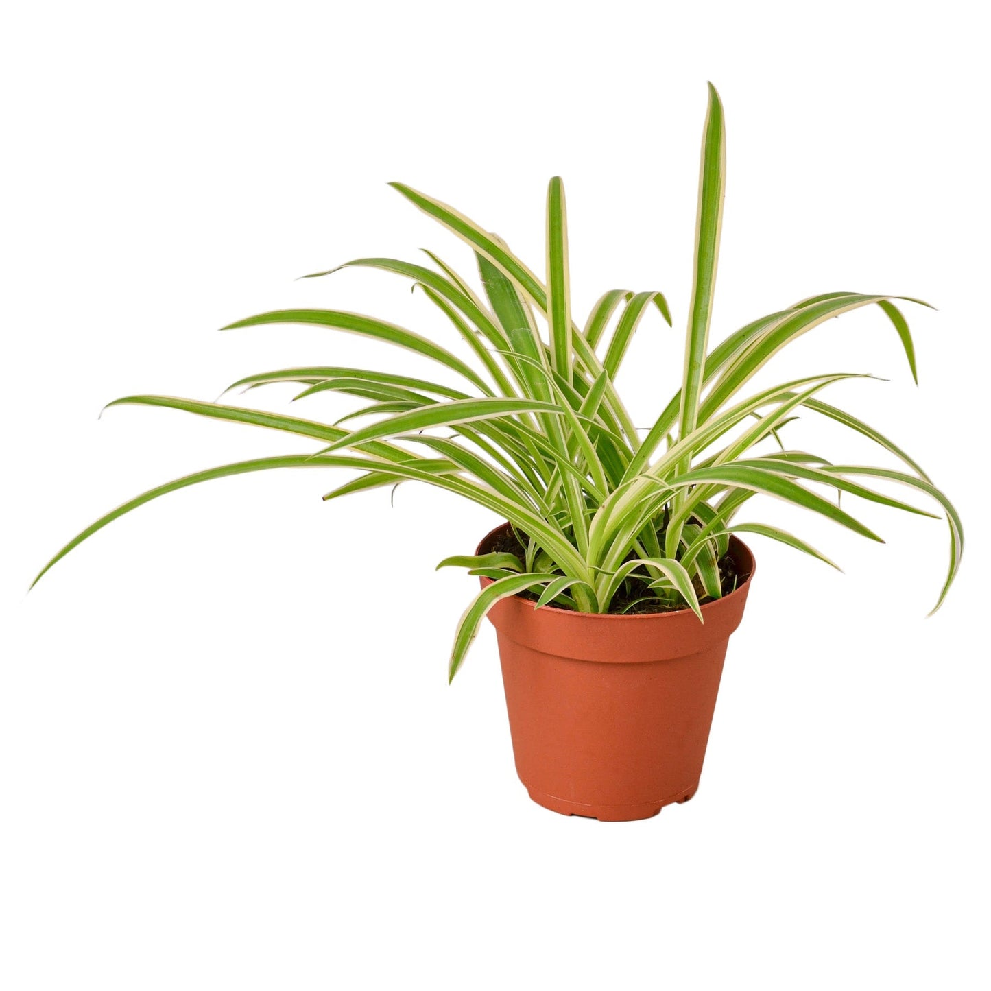 Spider Plant Reverse 4" potted plant