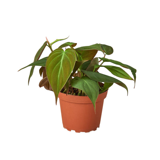 Philodendron 'Velvet' 4" potted plant