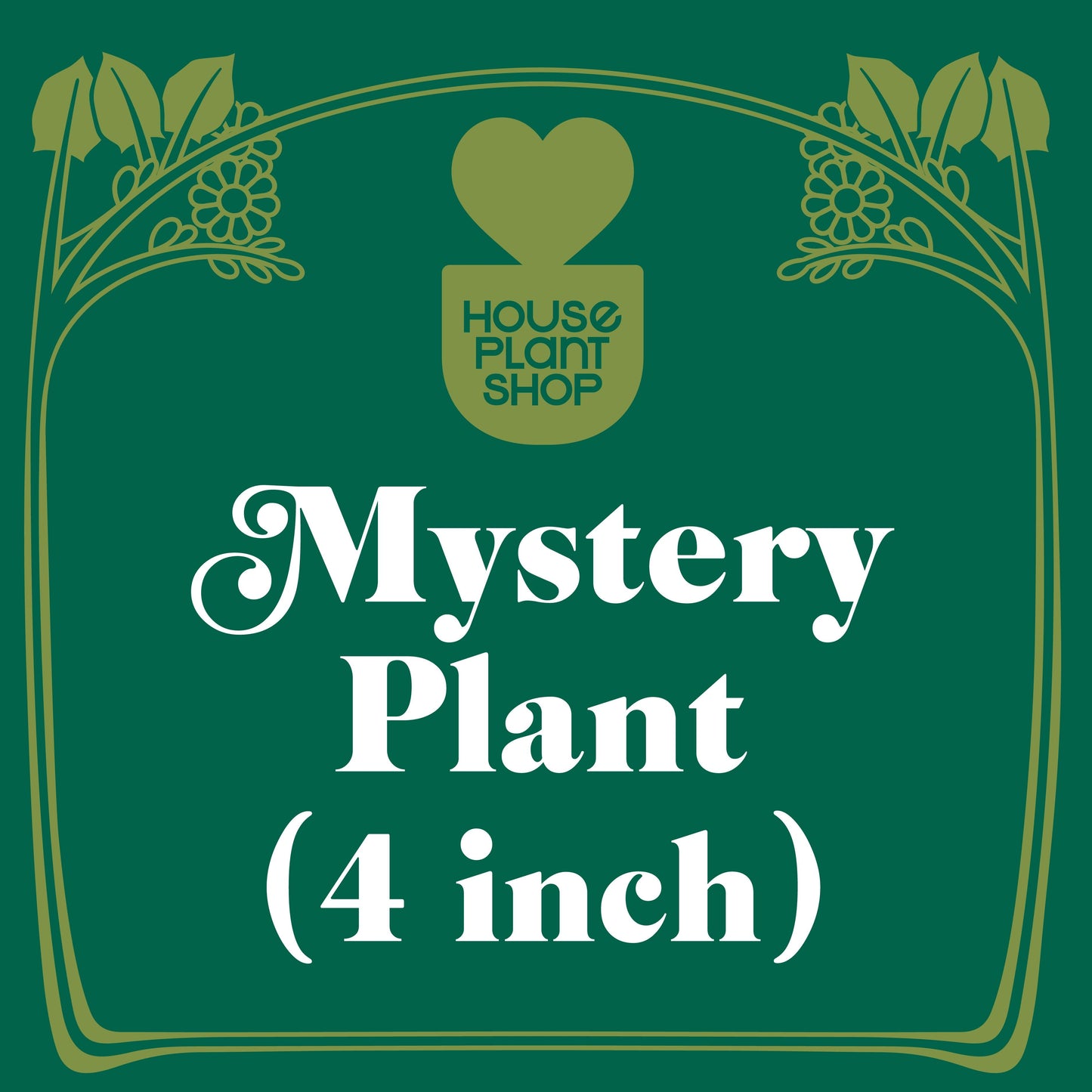 Mystery Pet-Friendly House Plant potted plant