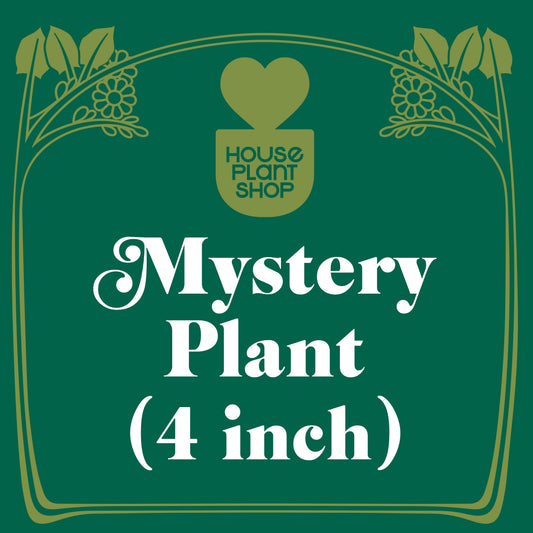 Mystery Pet-Friendly House Plant potted plant