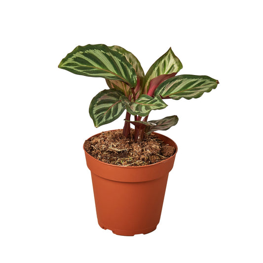 Calathea 'Peacock' 4" potted plant