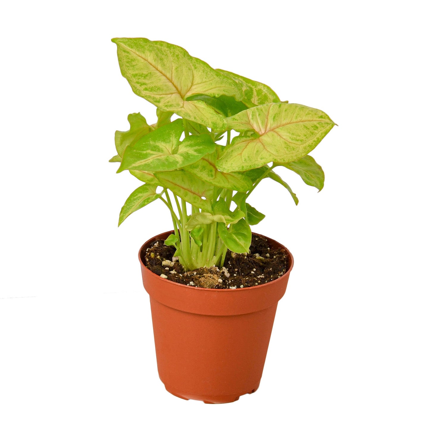 Syngonium Gold potted plant