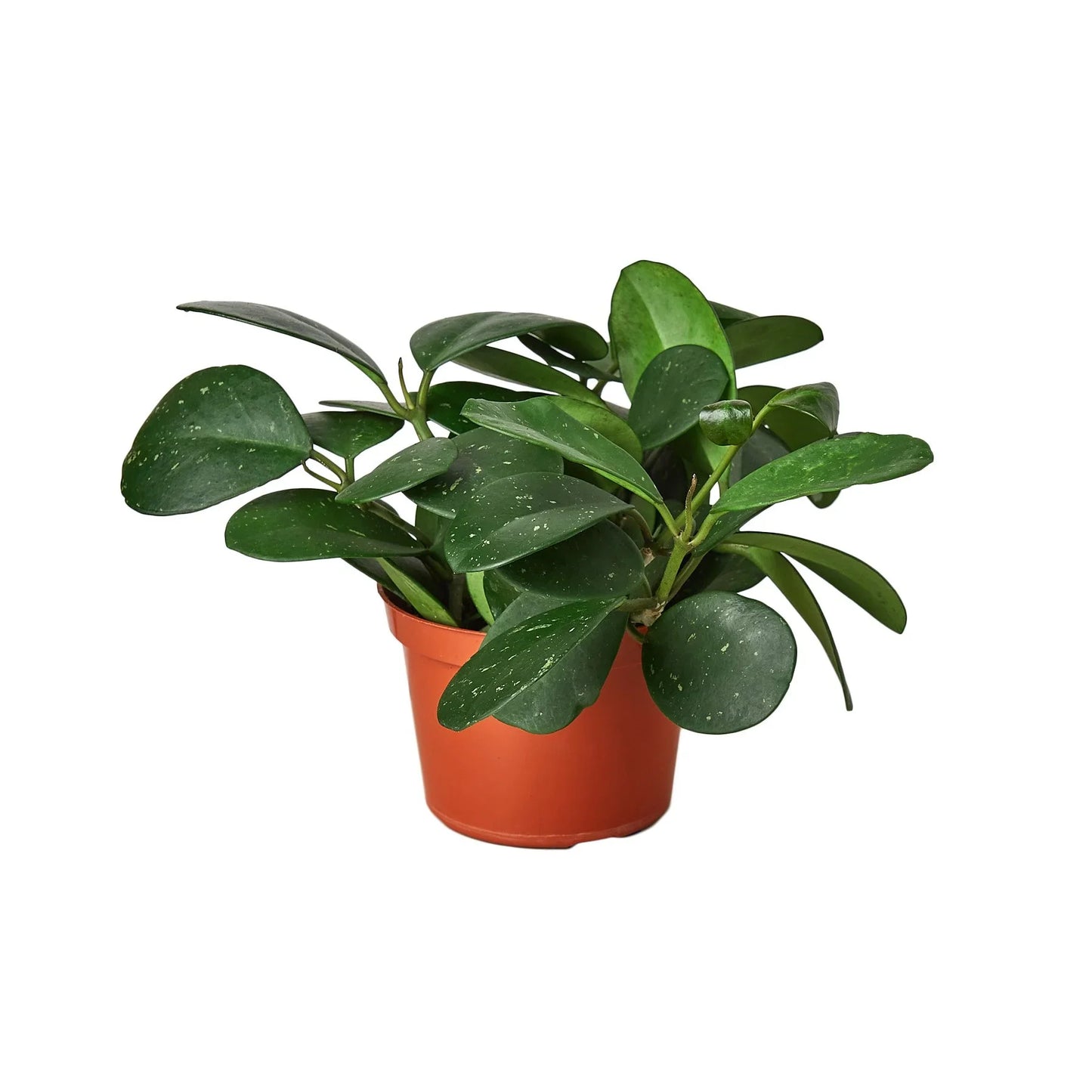 Hoya Obovata 4" potted plant