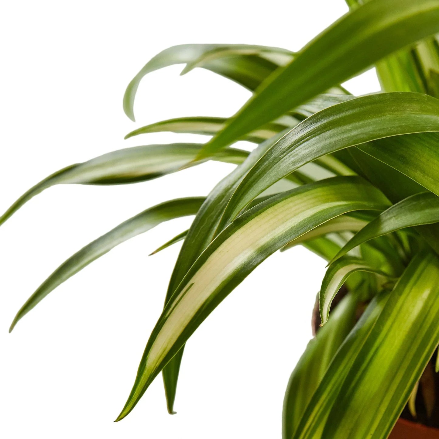Spider Plant Hawaiian 4" potted plant