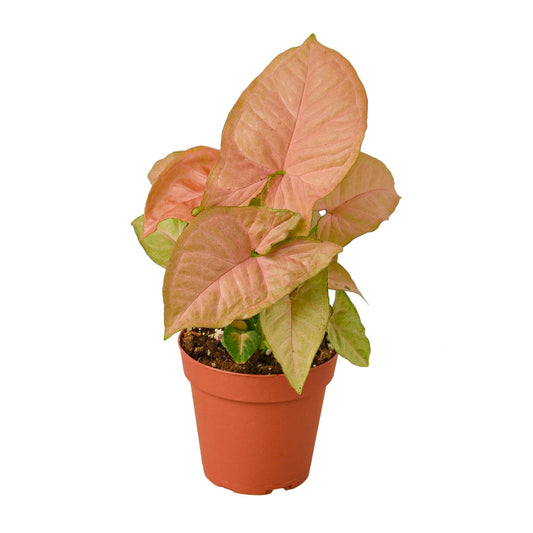 Syngonium Strawberry potted plant