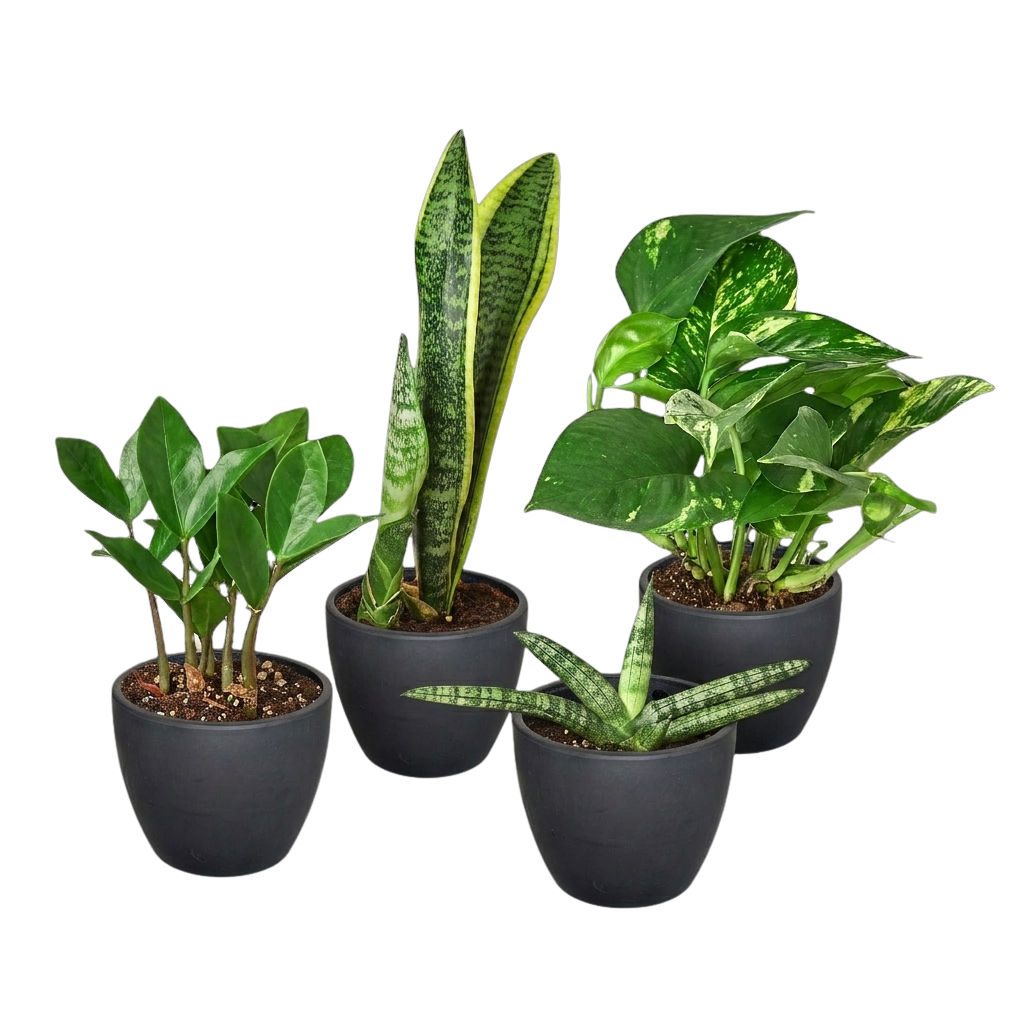 Easy Care Variety Bundle potted plant