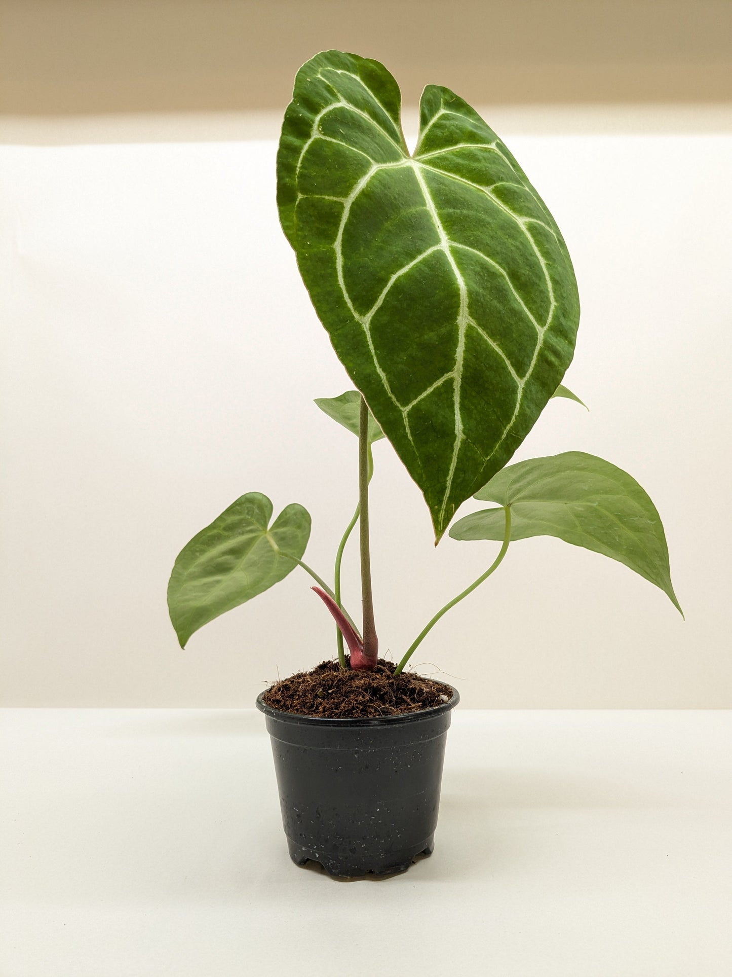 Anthurium Crystallinum potted plant