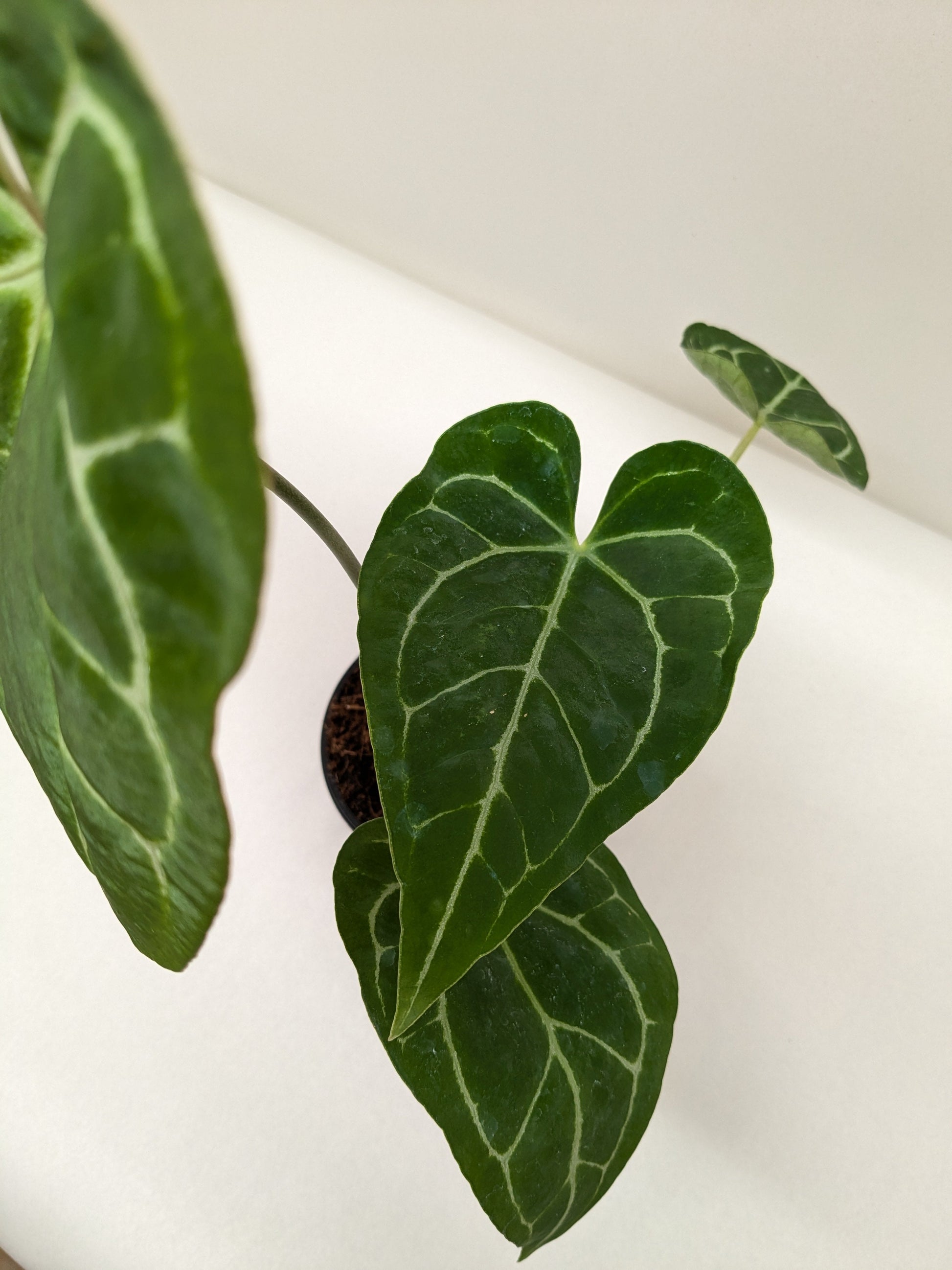 Anthurium Crystallinum potted plant