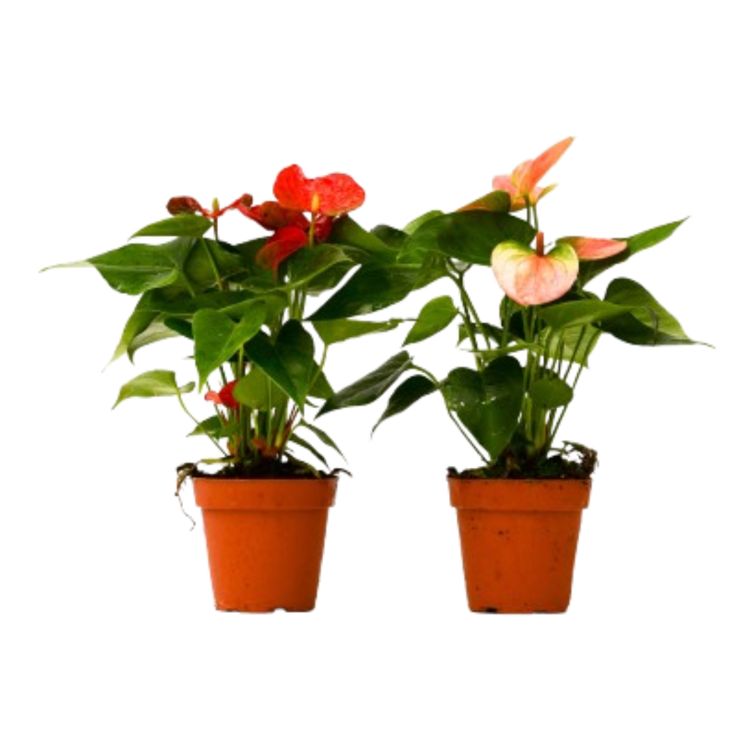 2 Anthurium Variety Pack 4" potted plant