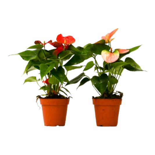 2 Anthurium Variety Pack 4" potted plant