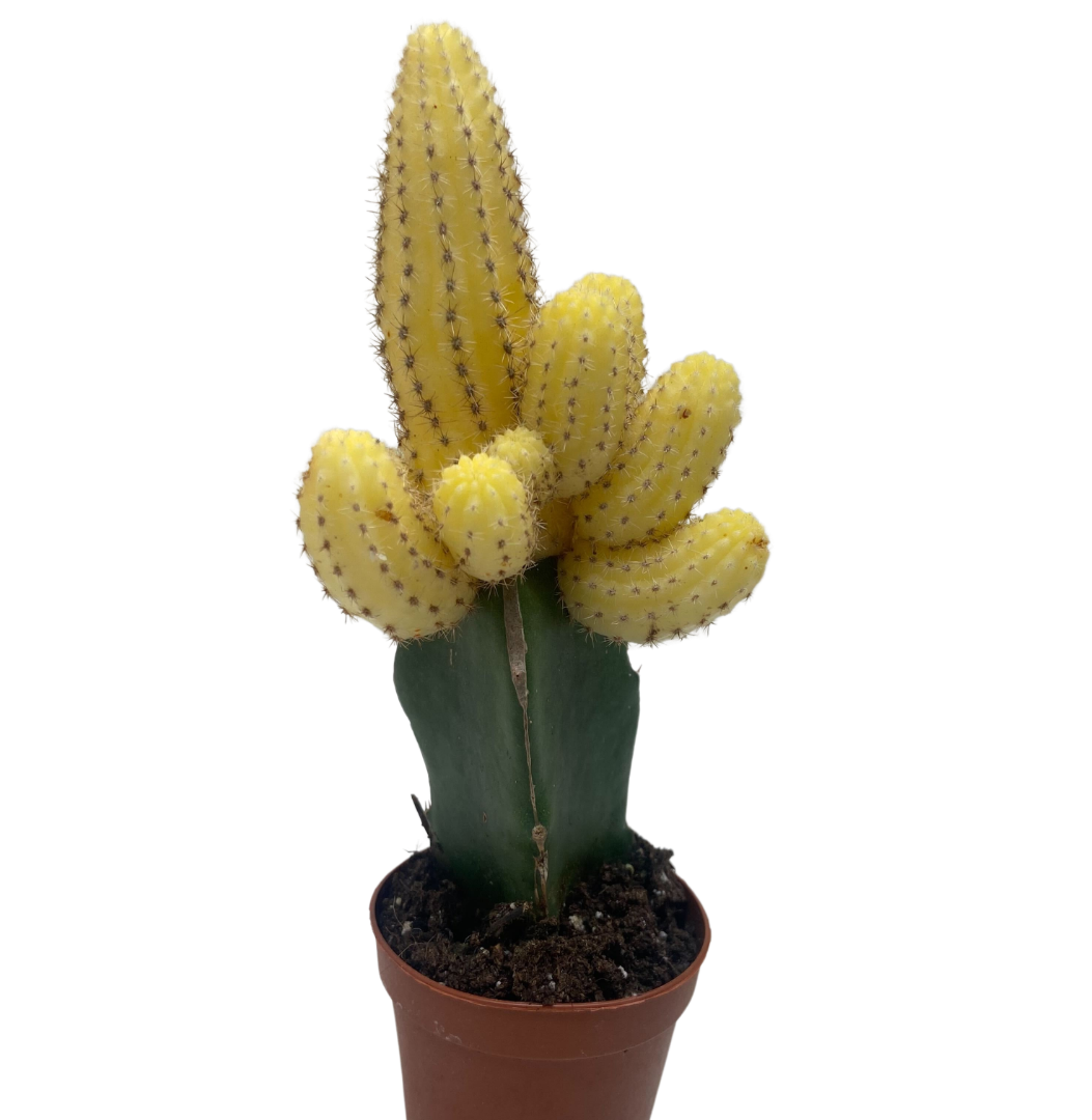 Cactus Graft Yellow potted plant