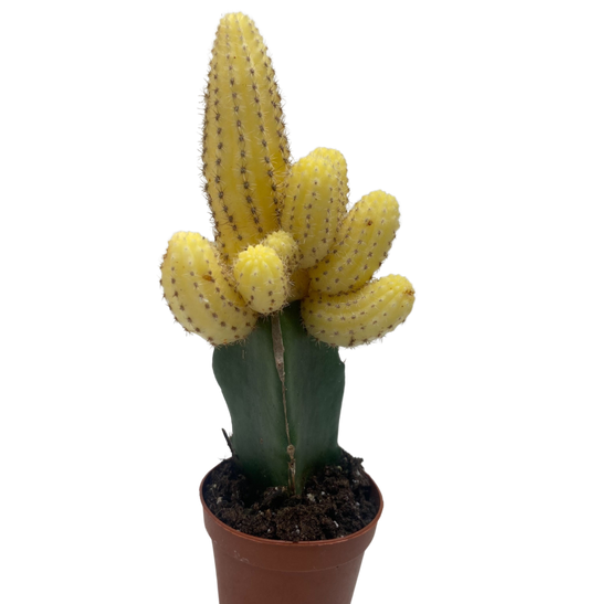 Cactus Graft Yellow potted plant