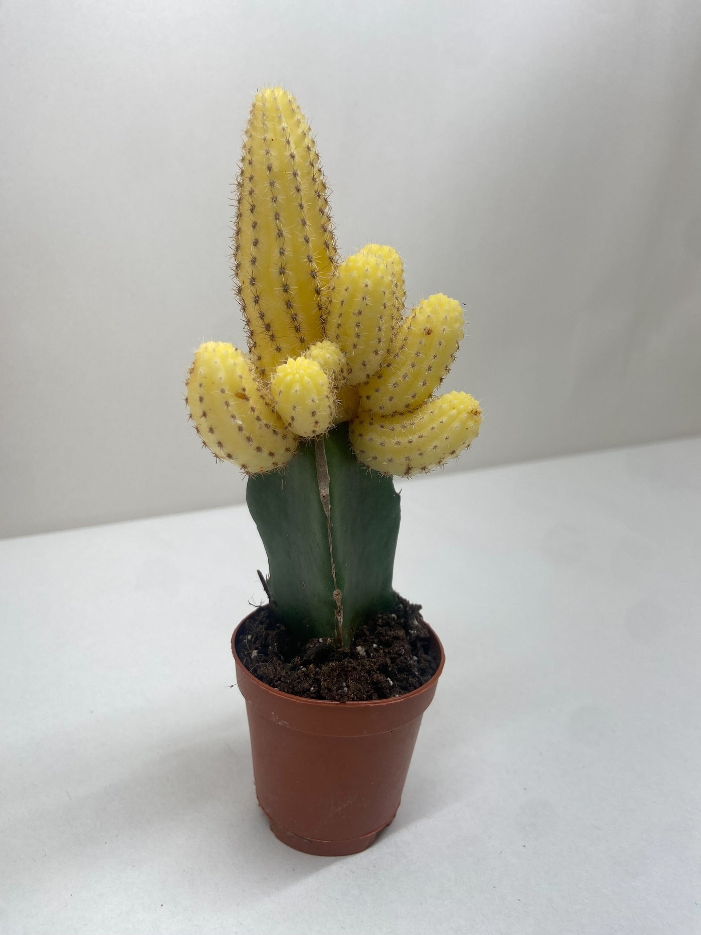 Cactus Graft Yellow potted plant