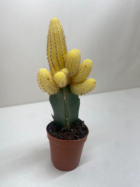 Cactus Graft Yellow potted plant