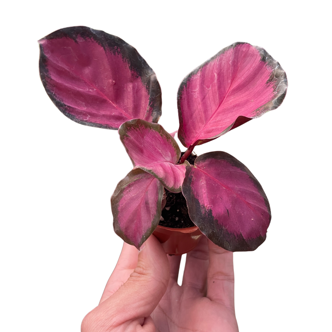 Calathea 'Purple Rose' potted plant