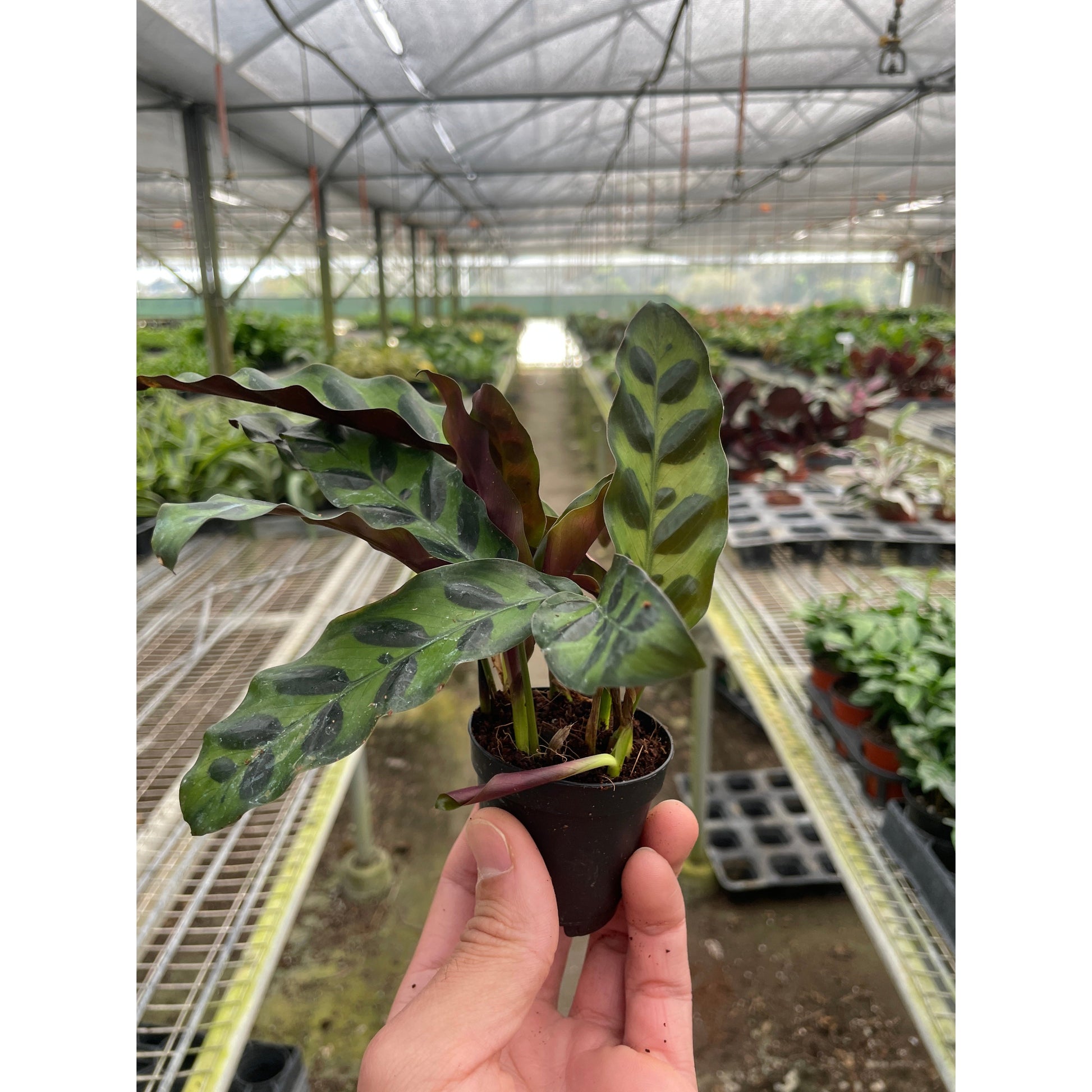 Calathea Lancifolia 'Rattlesnake' potted plant
