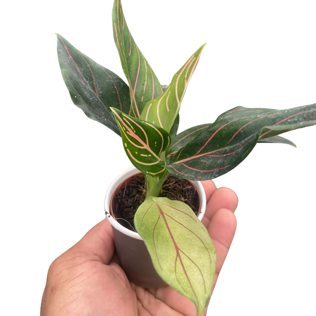 Chinese Evergreen 'Red Vein' 4" potted plant