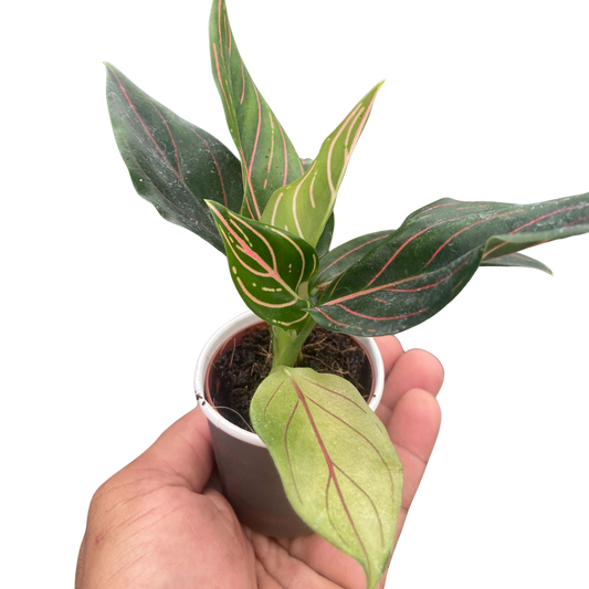 Chinese Evergreen 'Red Vein' 4" potted plant